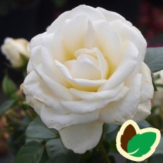 Rose Kailani Palace - Palace Rose