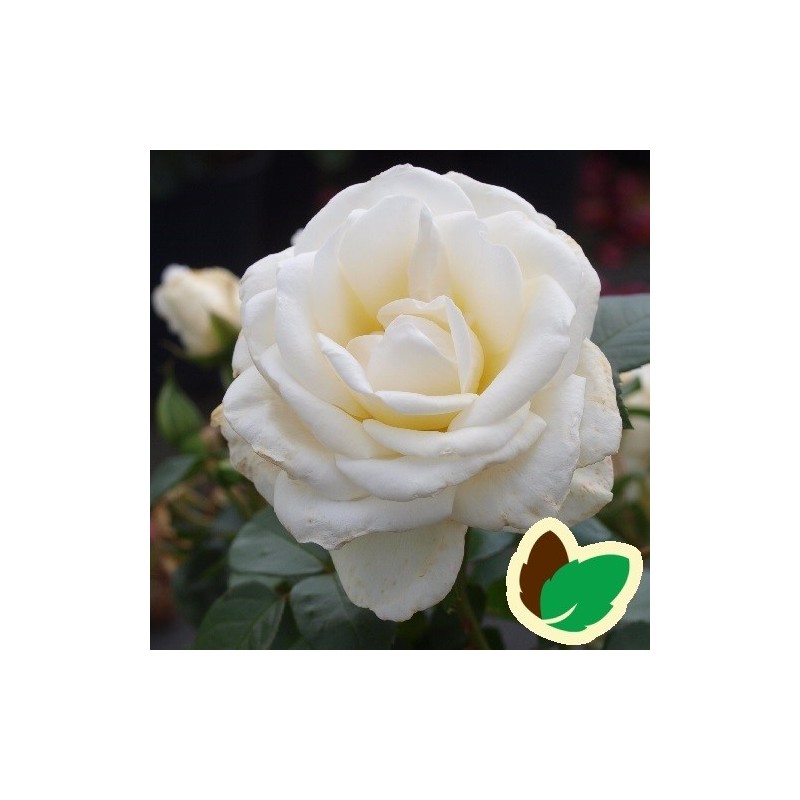 Rose Kailani Palace - Palace Rose