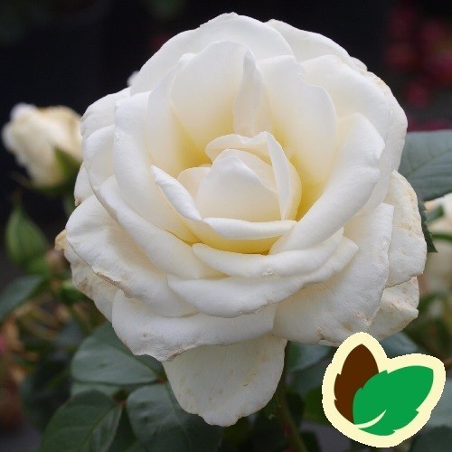 Rose Kailani Palace - Palace Rose