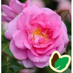 Rose Cariad - Engelsk Rose