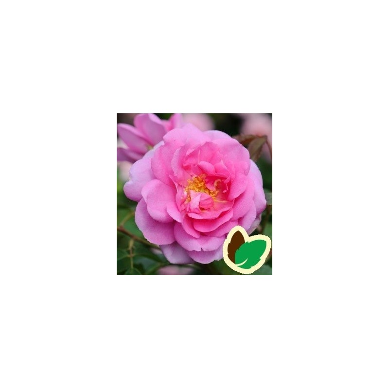 Rose Cariad - Engelsk Rose