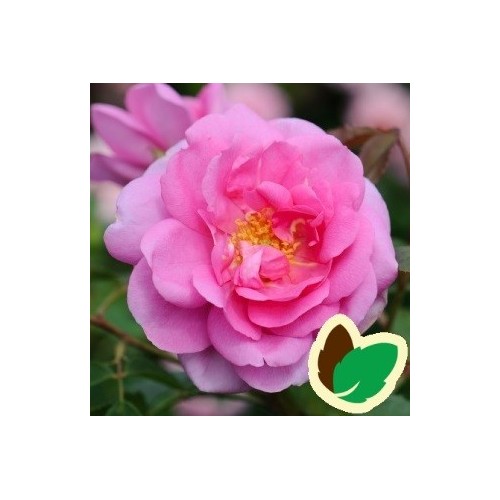 Rose Cariad - Engelsk Rose