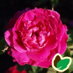 Rose England's Rose - Engelsk Rose