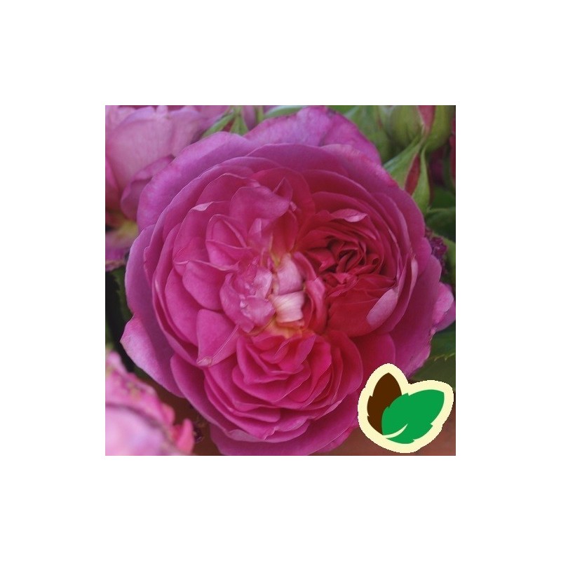 Rose Princess Anne - Engelsk Rose