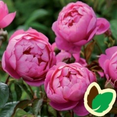 Rose Royal Jubilee - Engelsk Rose