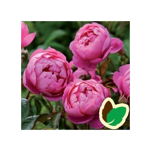Rose Royal Jubilee - Engelsk Rose