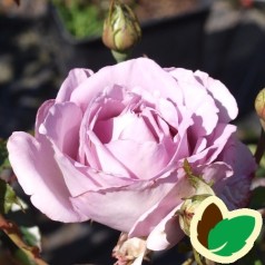 Rose La Rose du Petit Prince - Storblomstret Delbard Rose