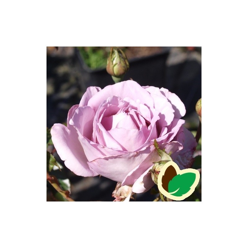 Rose La Rose du Petit Prince - Storblomstret Delbard Rose