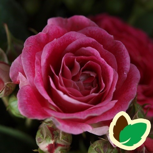 Rose Cerise Flower Circus - Buketrose