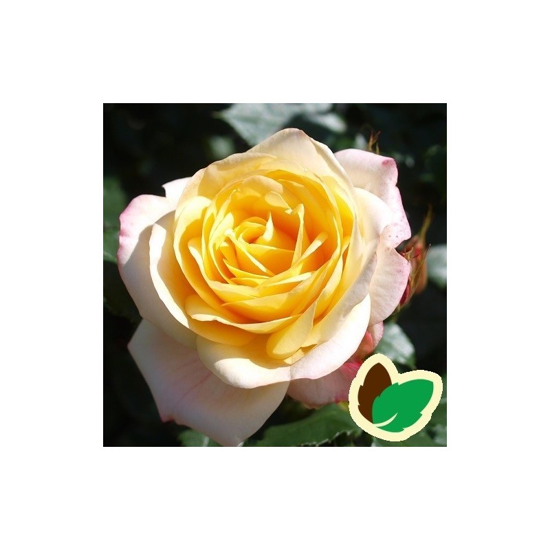 Rose Corinna Flower Circus - Buketrose