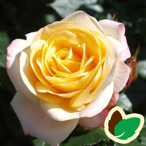 Rose Corinna Flower Circus - Buketrose