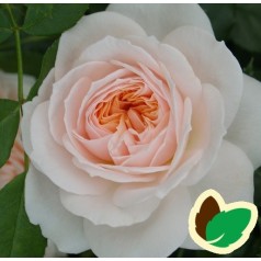 Rose Cream Flower Circus - Buketrose