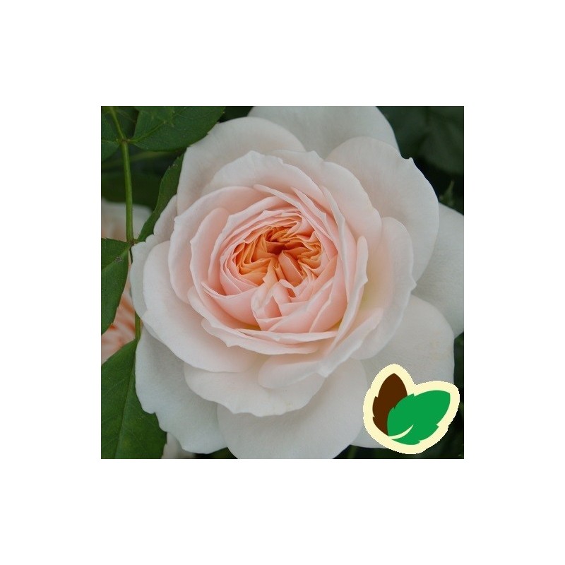 Rose Cream Flower Circus - Buketrose