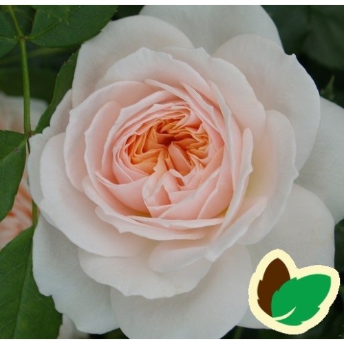 Rose Cream Flower Circus - Buketrose