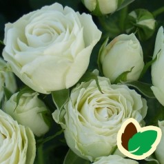 Rose Escimo Flower Circus - Buketrose