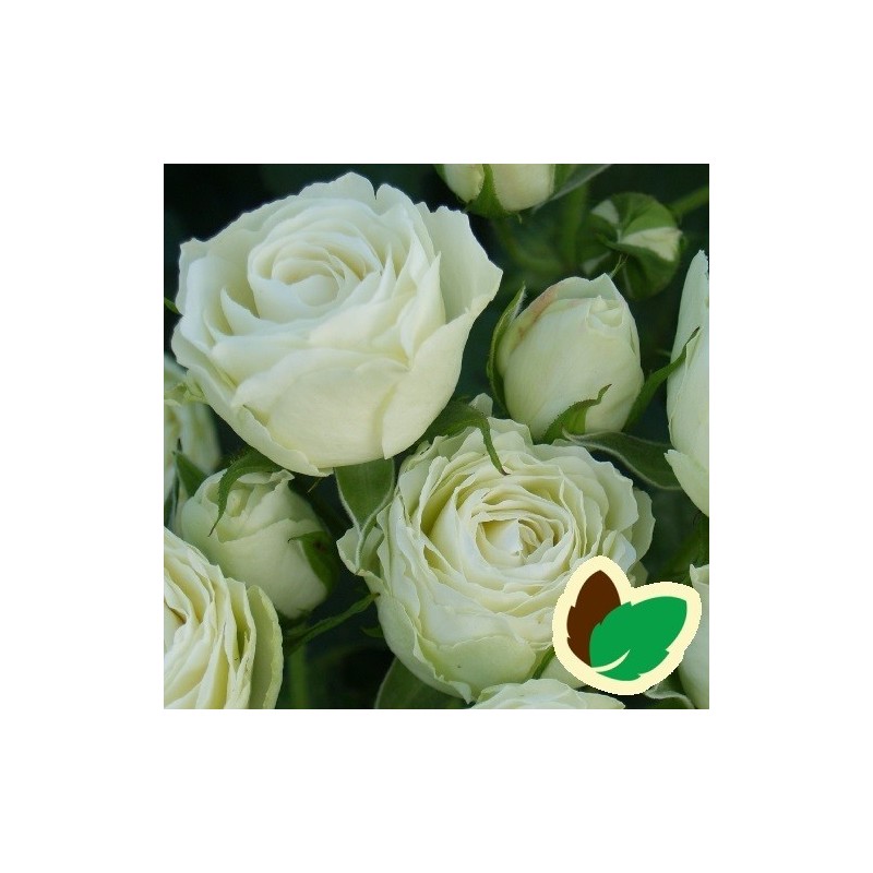 Rose Escimo Flower Circus - Buketrose