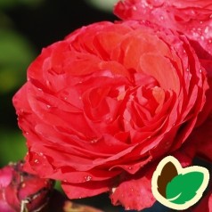 Rose Florence Flower Circus - Buketrose