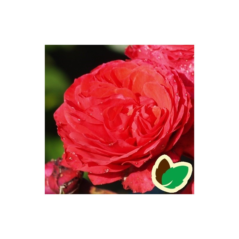 Rose Florence Flower Circus - Buketrose