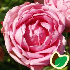 Rose Jasmina Flower Circus - Buketrose