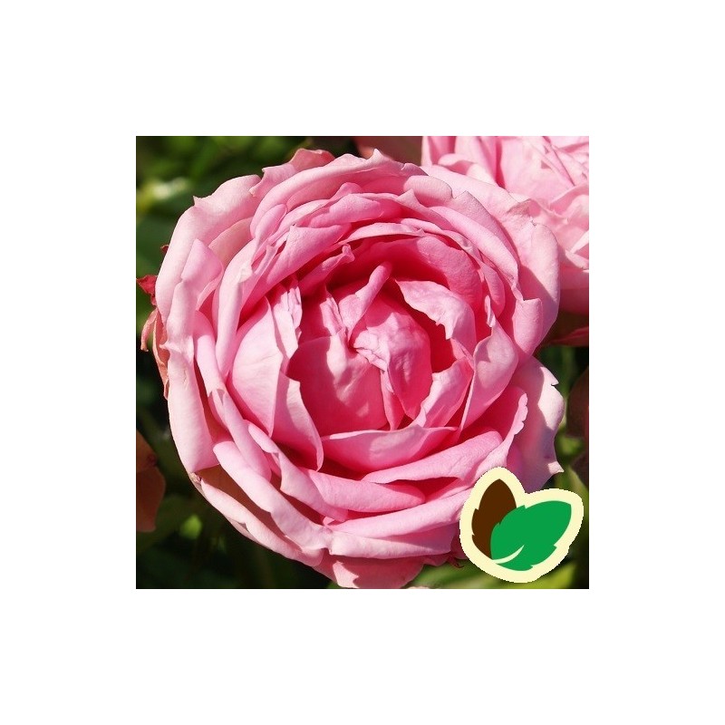 Rose Jasmina Flower Circus - Buketrose