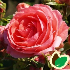 Rose Pepita Flower Circus - Buketrose