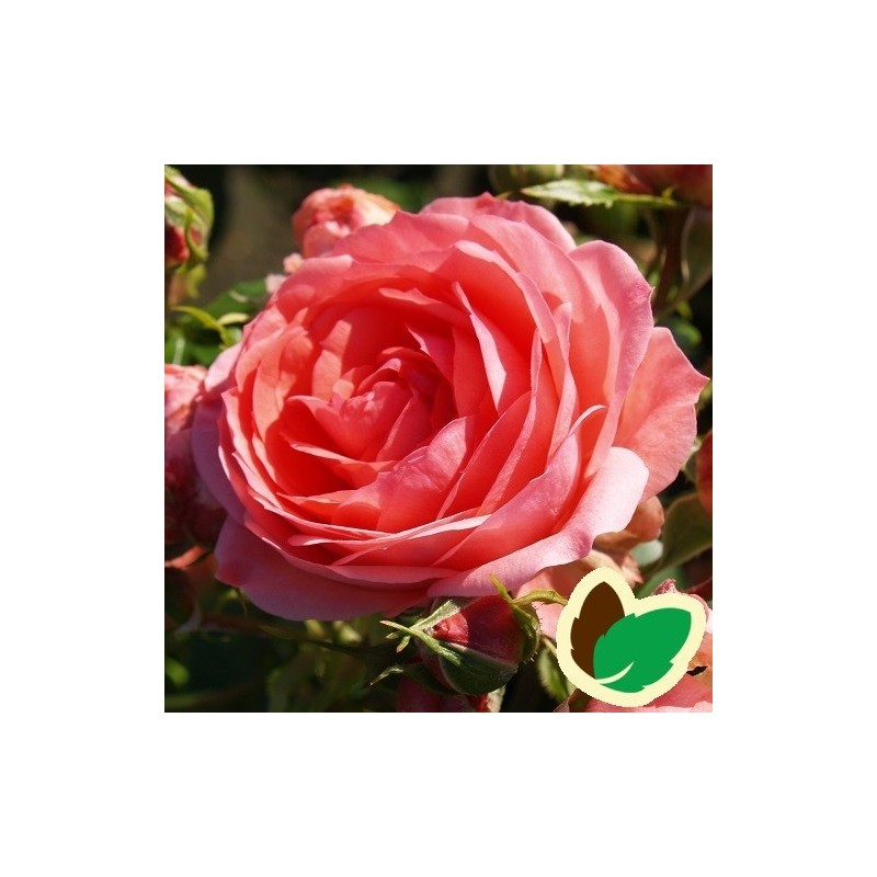 Rose Pepita Flower Circus - Buketrose