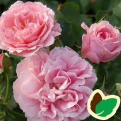 Rose Pink Flower Circus - Buketrose