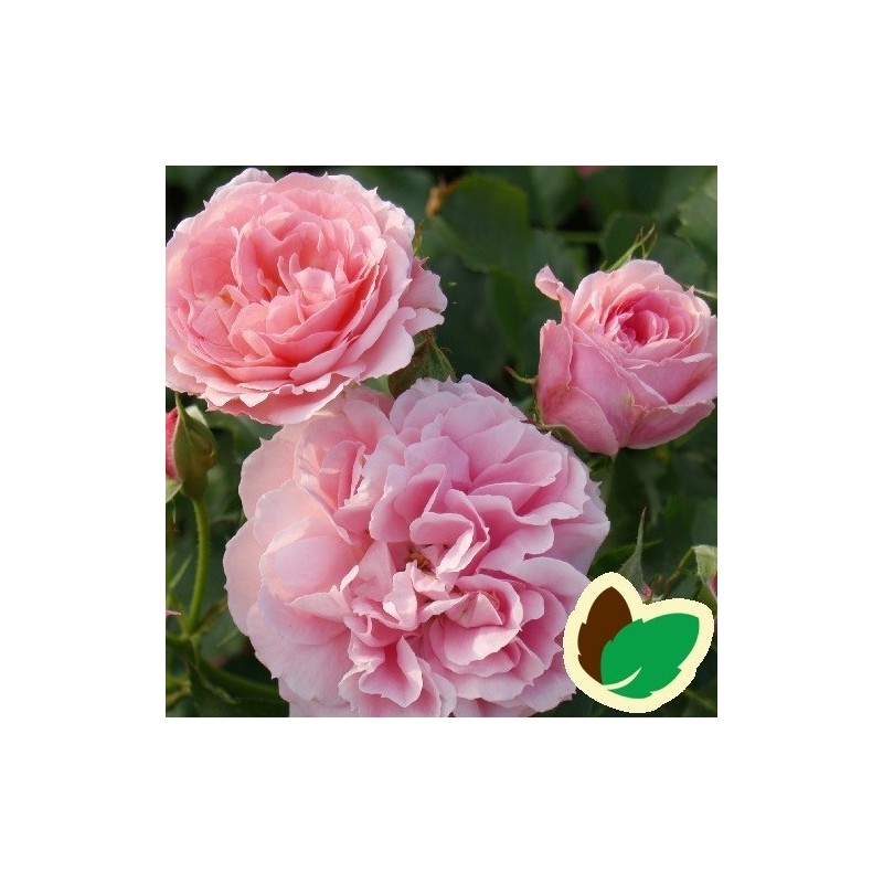 Rose Pink Flower Circus - Buketrose