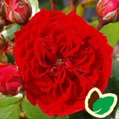 Rose Ruby Flower Circus - Buketrose