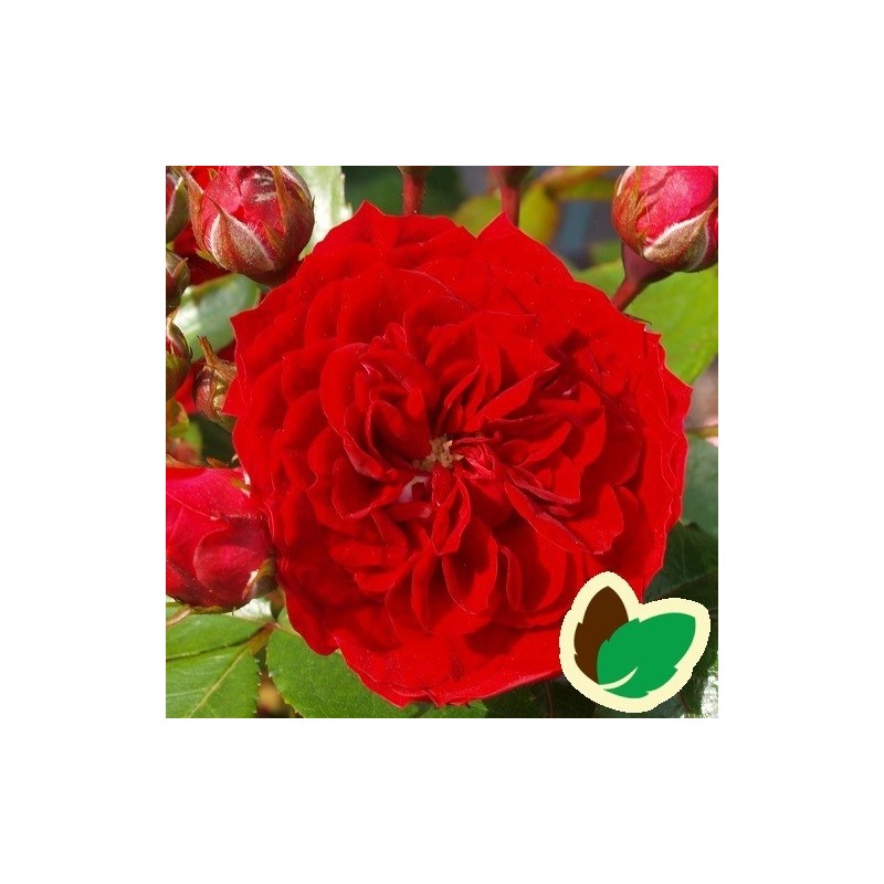 Rose Ruby Flower Circus - Buketrose