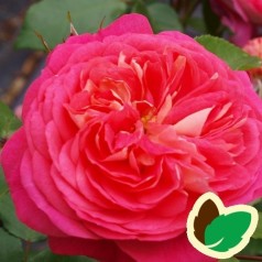 Rose Salmon Flower Circus - Buketrose