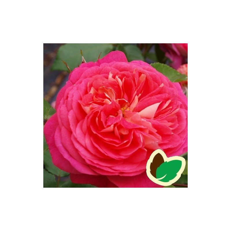 Rose Salmon Flower Circus - Buketrose