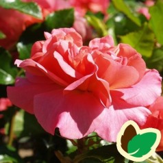 Rose Sylvia Flower Circus - Buketrose