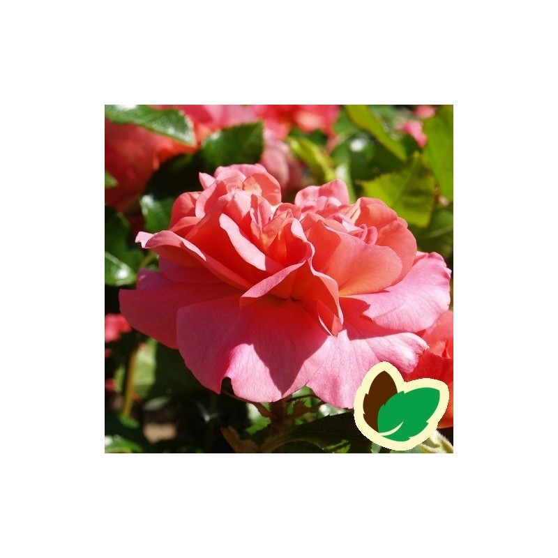 Rose Sylvia Flower Circus - Buketrose