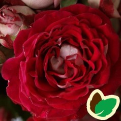 Rose Twin Flower Circus - Buketrose