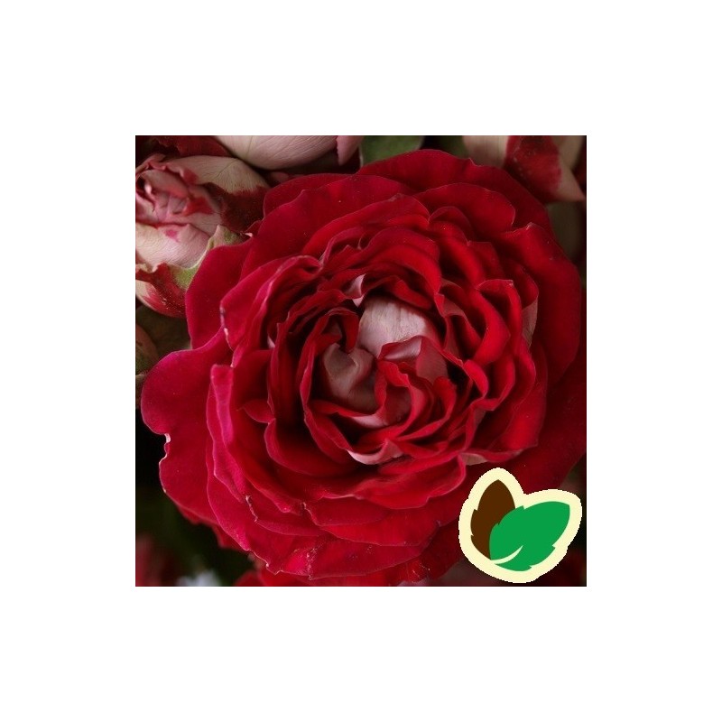 Rose Twin Flower Circus - Buketrose