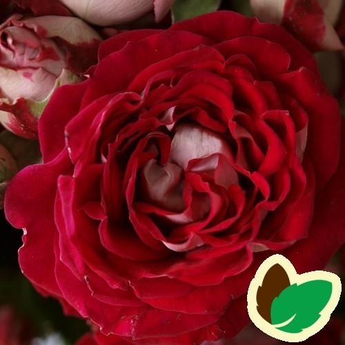 Rose Twin Flower Circus - Buketrose