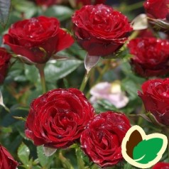 Rose Tatoo - Slyngrose Courtyard Climber