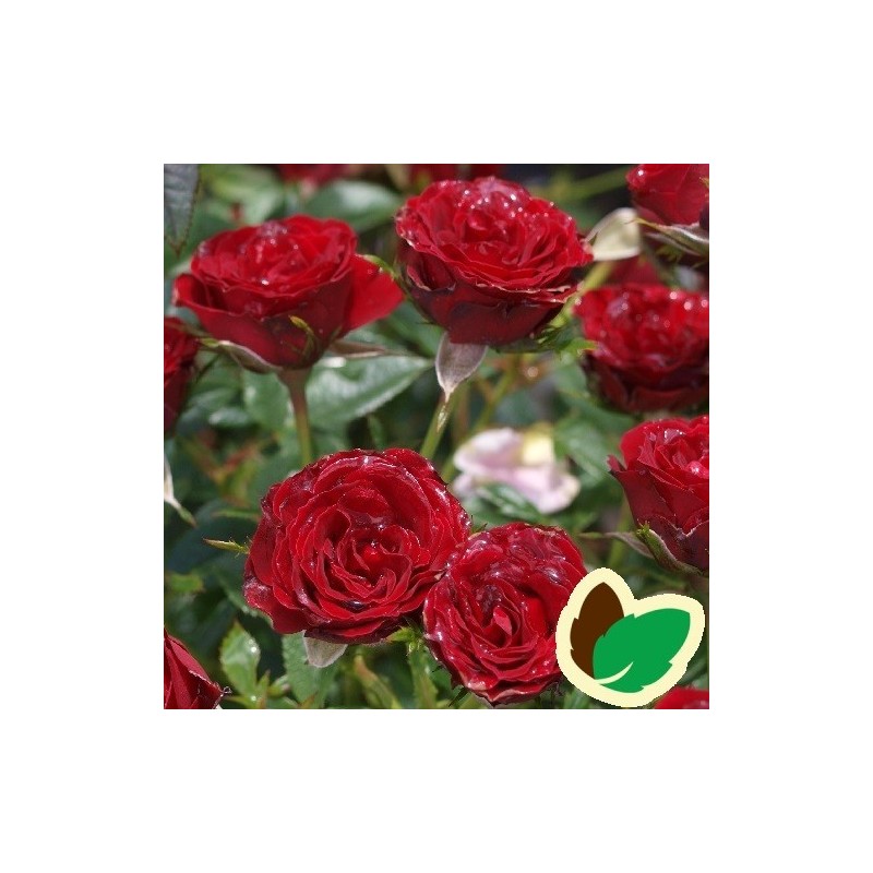 Rose Tatoo - Slyngrose Courtyard Climber