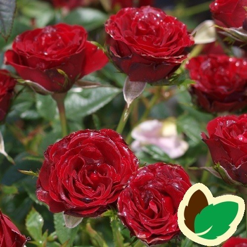 Rose Tatoo - Slyngrose Courtyard Climber