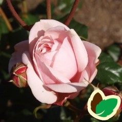 Rose Herkules - Buskrose