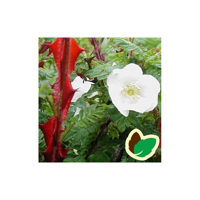 Rose Omeiensis Pterachanta - Historisk rose (Pigtrådsrose)