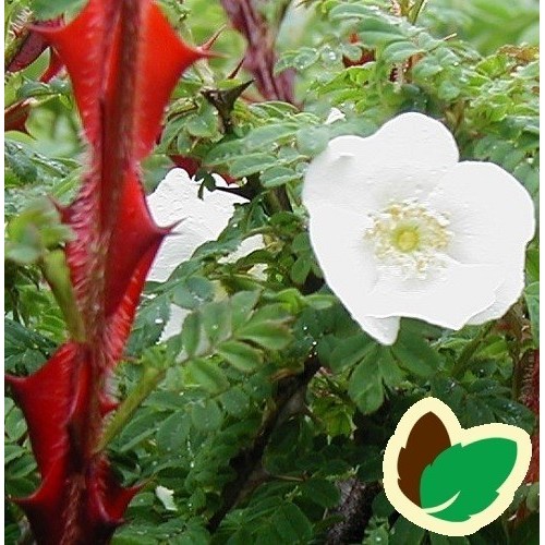 Rose Omeiensis Pterachanta - Historisk rose (Pigtrådsrose)