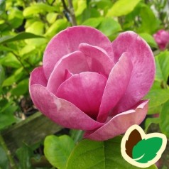 Magnolia soulangeana Black Tulip / Magnolia