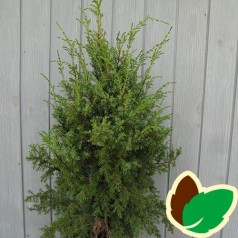 Juniperus communis Hibernica - Søjle Ene / 40-50 cm.