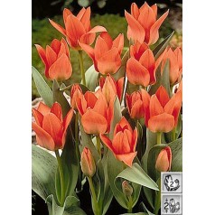 Tulipanløg Toronto - Multiblomstrende Tulipan / 10 Løg