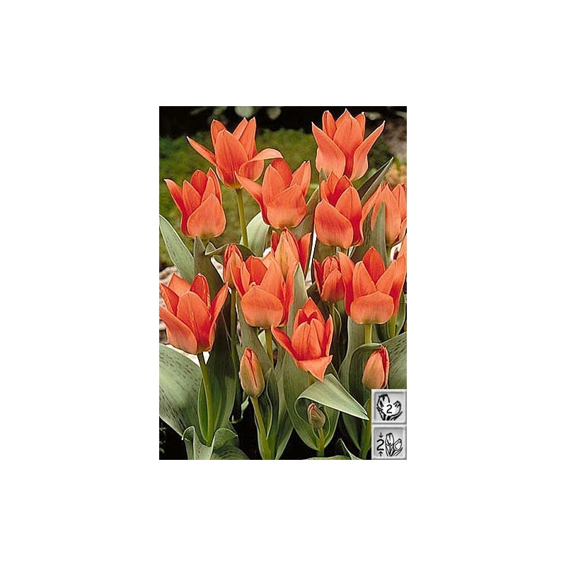 Tulipanløg Toronto - Multiblomstrende Tulipan / 10 Løg