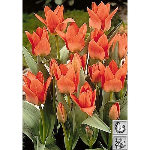 Tulipanløg Toronto - Multiblomstrende Tulipan / 10 Løg