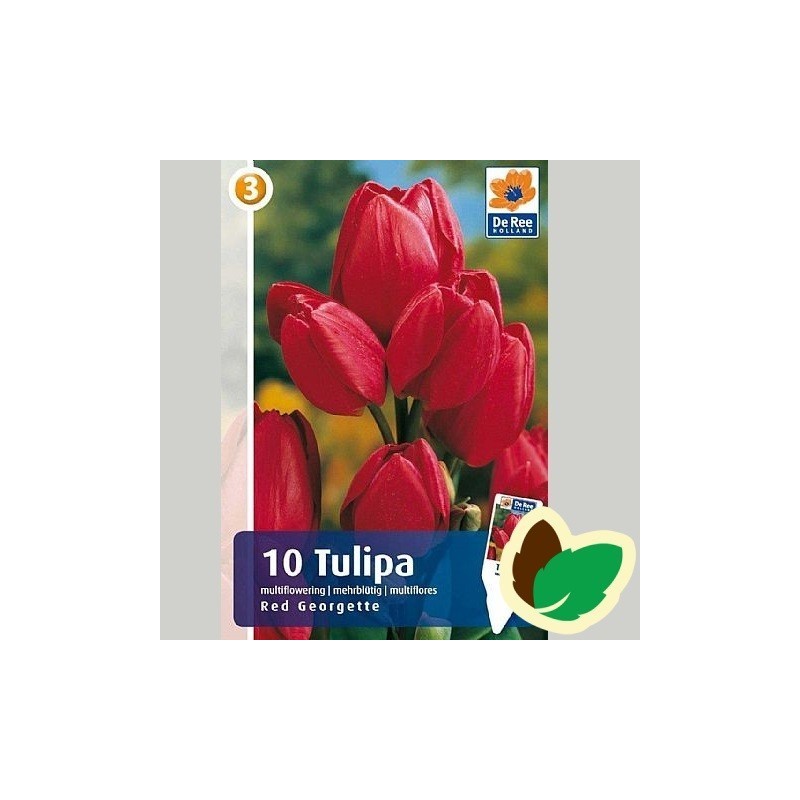 Tulipanløg Red Georgette - Multiblomstrende Tulipan / 10 Løg