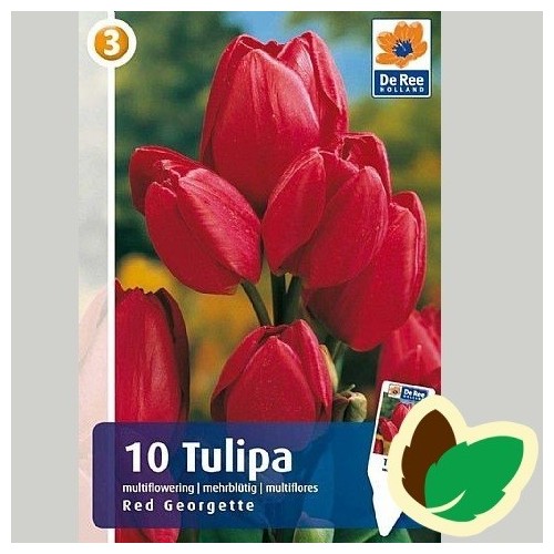 Tulipanløg Red Georgette - Multiblomstrende Tulipan / 10 Løg